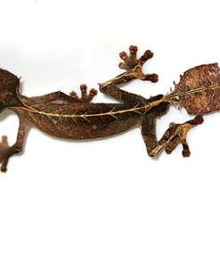 Satanischer Blattschwanzgecko zu Verkaufen – Exotische Echsen