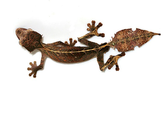 Satanischer Blattschwanzgecko zu Verkaufen – Exotische Echsen