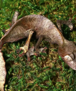 Satanischer Blattschwanzgecko zu Verkaufen – Exotische Echsen