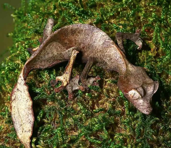 Satanischer Blattschwanzgecko zu Verkaufen – Exotische Echsen