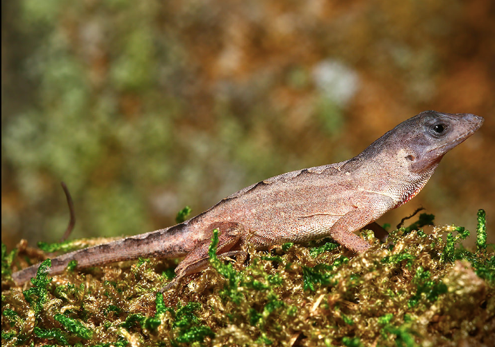 Skalopierter Kopf-Anolis