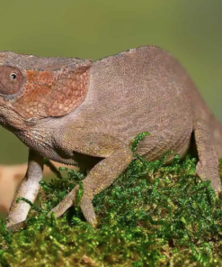 Kurzgehörniges Chamäleon (Calumma brevicorne) kaufen