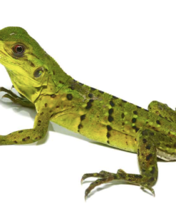 Stachelschwanzleguan (Ctenosaura similis) zu verkaufen