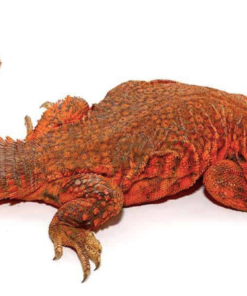 Super Red Uromastyx (Uromastyx geyri) – Hochwertige Nachzucht zum Verkauf