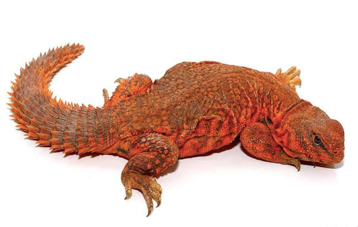 Super Red Uromastyx (Uromastyx geyri) – Hochwertige Nachzucht zum Verkauf