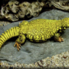 Super Yellow Uromastyx (Uromastyx geyri) kaufen