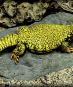 Super Yellow Uromastyx (Uromastyx geyri) kaufen
