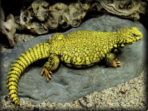Super Yellow Uromastyx (Uromastyx geyri) kaufen