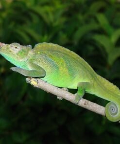 Zweihornchamäleon kaufen