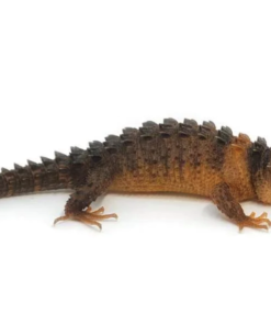 Weiße-Augen-Krokodilskink Kaufen