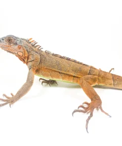 Weißkopf-Roter Leguan kaufen