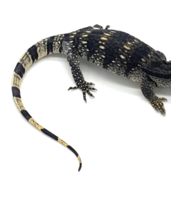 Weißkehlwaran (Varanus albigularis) zu verkaufen