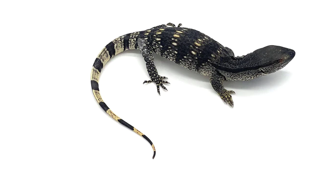 Weißkehlwaran (Varanus albigularis) zu verkaufen